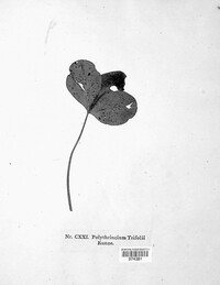 Cymadothea trifolii image